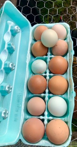 Farm fresh organic Eggs for sale