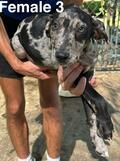 NALC Reg. Catahoula Cur pups