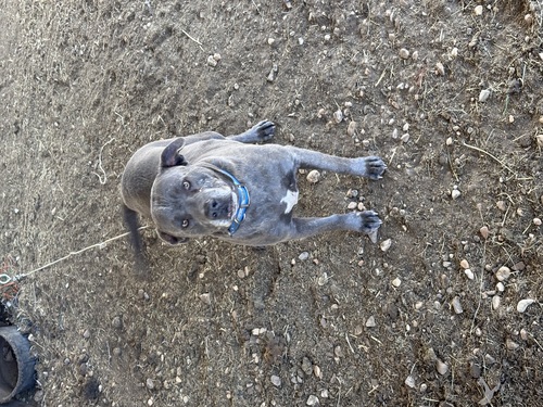 Blue Pit