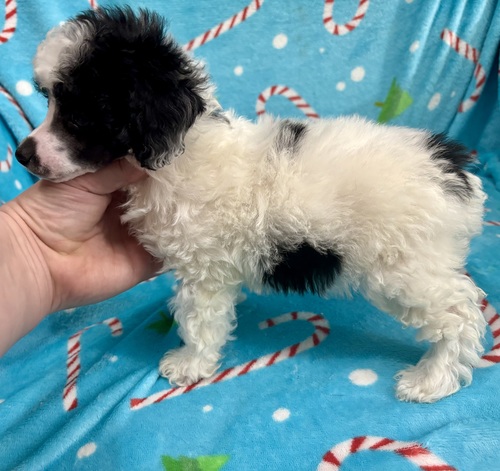 Toy/Mini poodle puppy (female) 