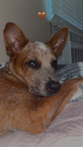 Male Red Heeler, LOCAL PICKUP PLEASE TEXT