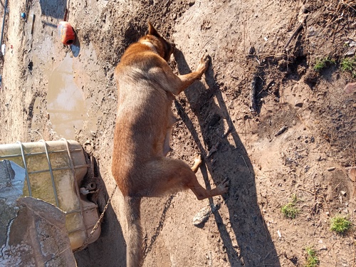 Belgian Malinois Pups.