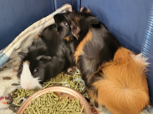 Guinea pigs. Young males