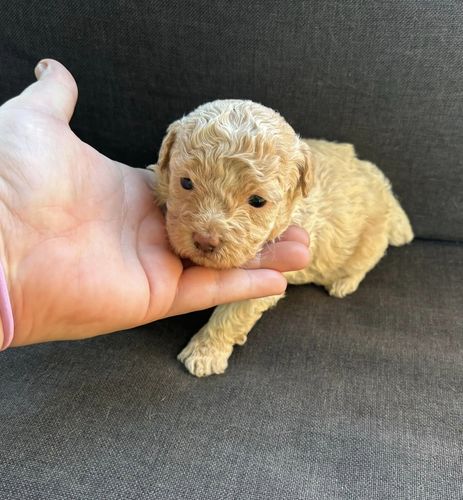 Toy poodle puppies