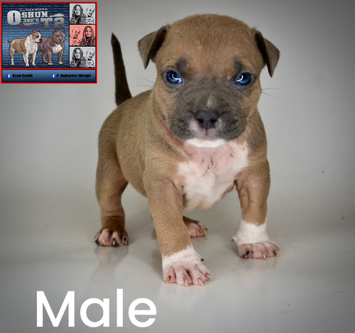 American Bully pup