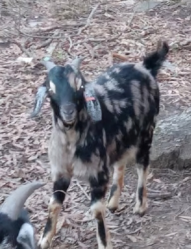 Nubian Buck