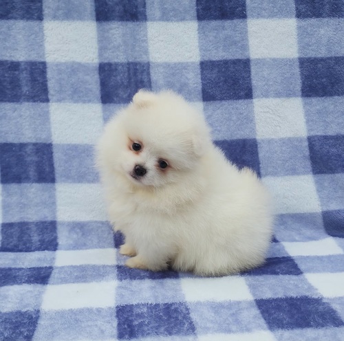 BEAUTIFUL CKC POMERANIAN PUPPIESS