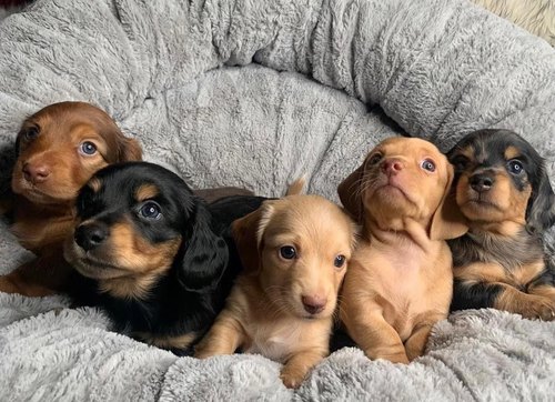 HEALTHY Dachshund puppies READY TO GO