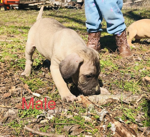 BMC pups 8wks old