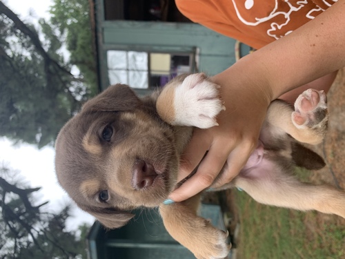 Classified Listing Puppies for sale 744142