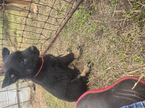 Czech working line German Shepherds puppies.  Registered 