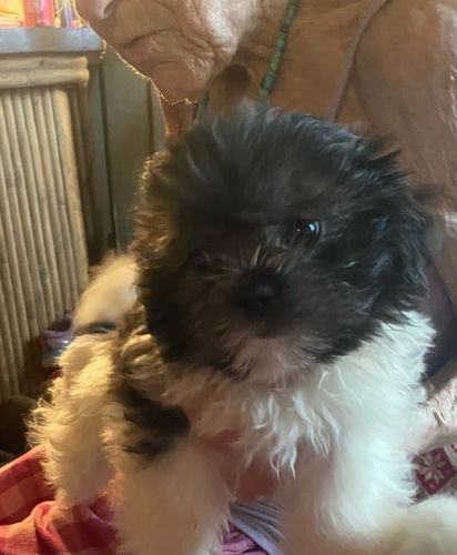 Male CKC Shih Tzu Pup