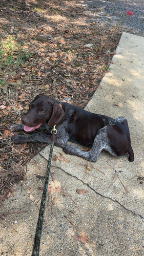 German shorthair pointer