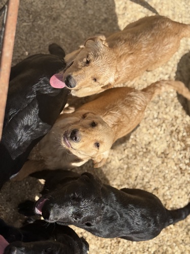 Goldadors (lab/golden retrievers) 