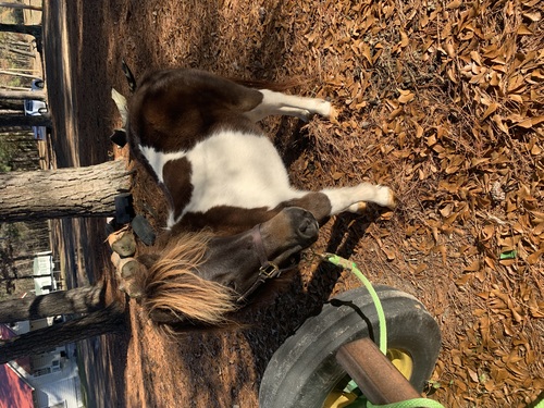 Miniature Mare Pony