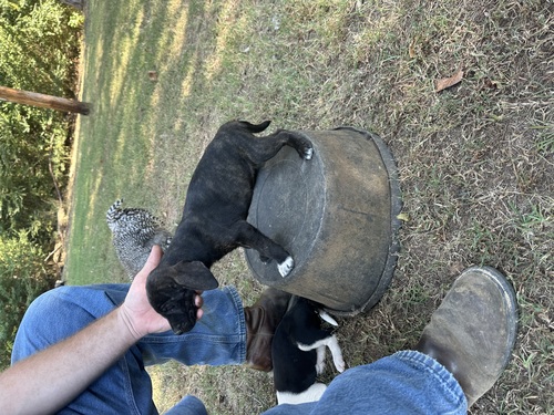 OMCBA Registered Mountain Cur puppies