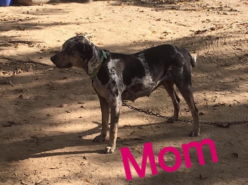 NALC registered female catahoula pup 