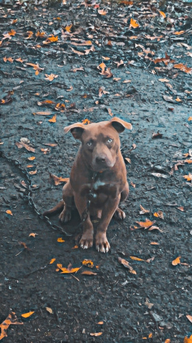 dogo argentino mix rednose