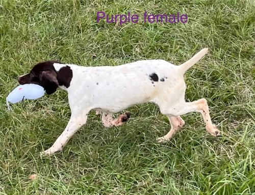 Akc registered female German shorthair pointer 6 months old