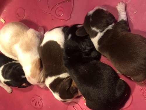 Akc beagle puppies available march 21