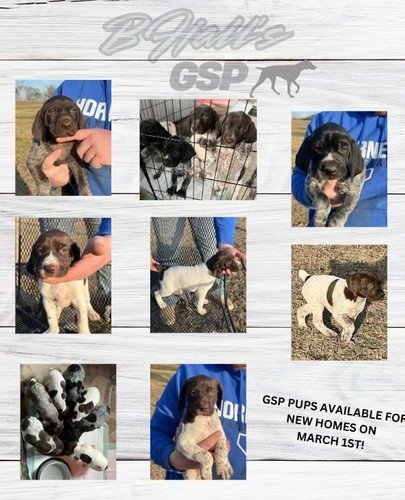 GERMAN SHORTHAIRED PUPPIES - AKC