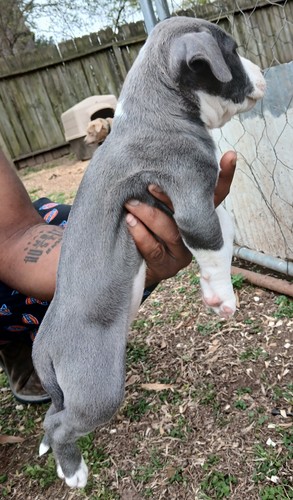 Pitbull Puppies