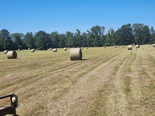 4' X 5' rolls of Bahia hay 