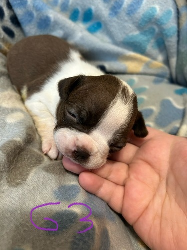 Akc Boston Terrier Puppies