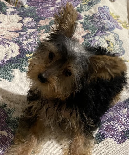 Classified Listing | Traditional Yorkie Male Puppy | 749555