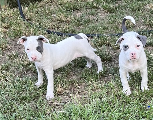 Albino pitbull puppies for 2024 sale