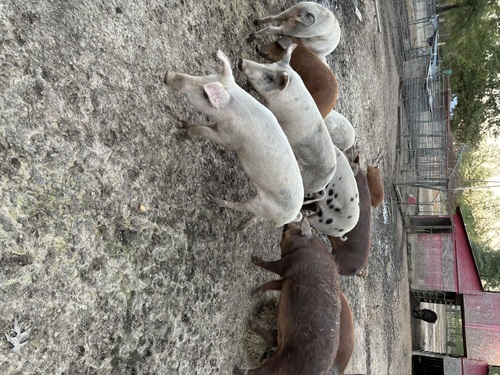 Crossbred Feeder Pigs