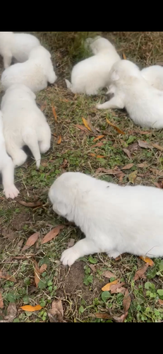 Great Pyrenees Puppies