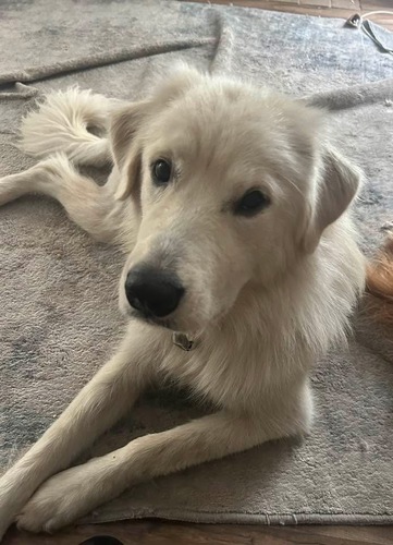 Rehoming Great Pyrenees 