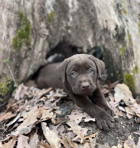 AKC Chocolate Labs