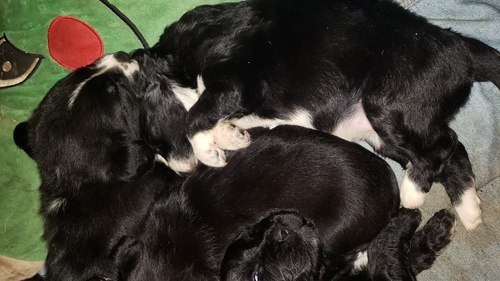 Labradoodle Australian Shepherd mix