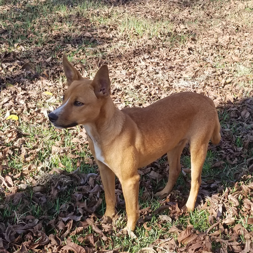 Two Young Chihuahua Mix Dogs Need to be Rescued ASAP