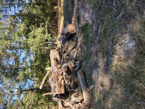 SOLID DEAD OAK TREE, FOR FIREWOOD!