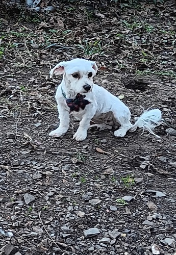 Maltese female 