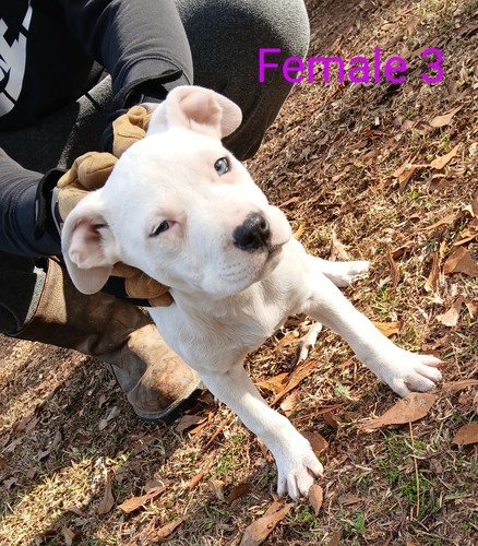 Pitbull Puppies