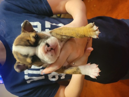 AKC registered English Bulldog Puppy