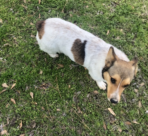 Cowboy corgi female 