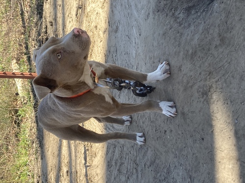 Lilac Apbt