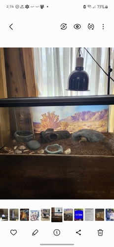 Leopard gecko and set up