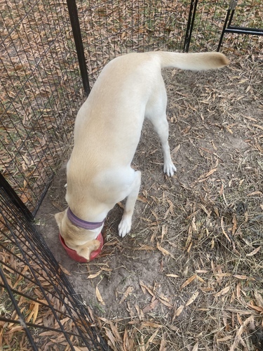 AKC Labrador retriever 