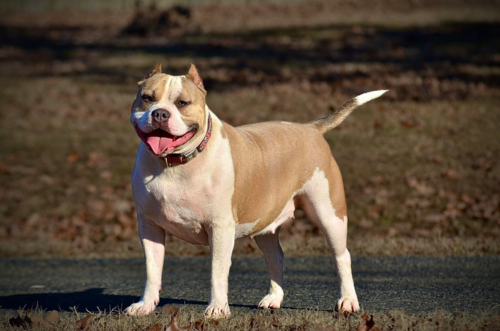 American Bully 