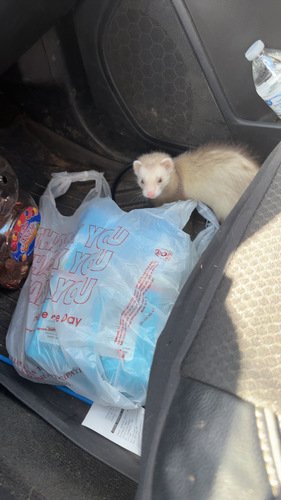 5 1/2 month old female ferret and cage