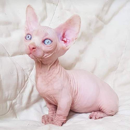 Classified Listing | Bengal and sphynx kittens | 742792